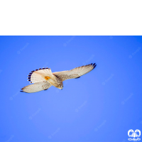 خانواده شاهینیان Falconidae